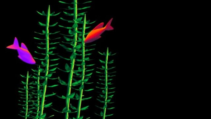 彩色鱼在海藻周围游动3D 4k循环动画与复制空间
