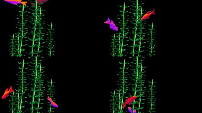 彩色鱼在海藻周围游动3D 4k循环动画与复制空间