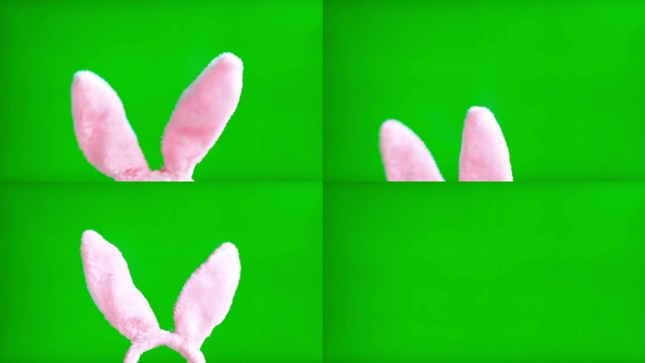 绿色屏幕背景上的复活节兔子耳朵。特写。色度键屏幕上的粉红色和白色毛茸茸的耳朵特写。4k镜头。复活节快