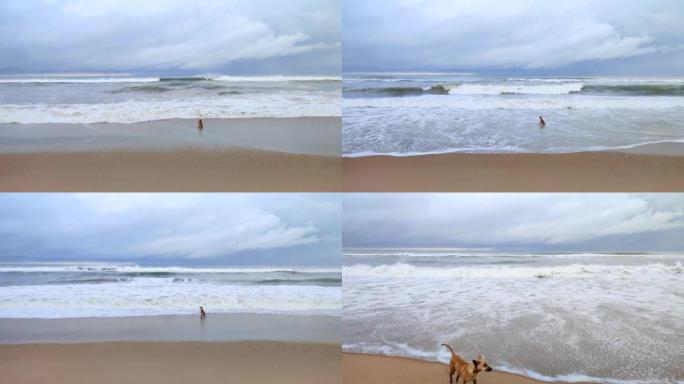 印度奥里萨邦Puri sea海滩上的水中海滩上的狗撒尿