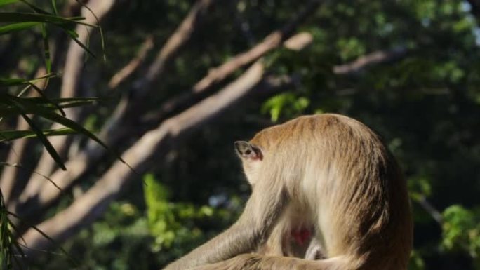 可爱的猴子坐在露天动物园的丛林中近距离拍摄。