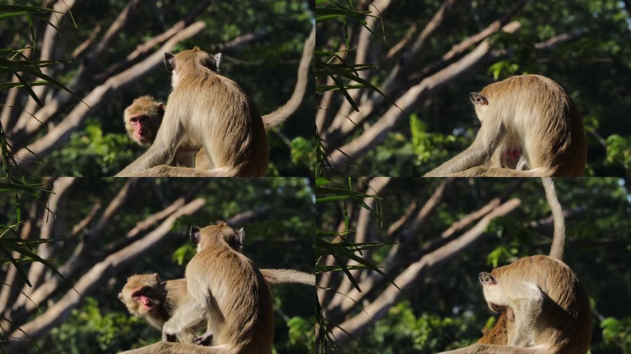 可爱的猴子坐在露天动物园的丛林中近距离拍摄。