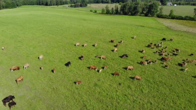 夏季牧场上放牛。在牧场上放牧的牛群的鸟瞰图，俯视图。乳制品生产。和平景观鸟景生态与环境保护。健康食品
