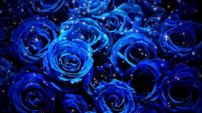 闪光倾泻在蓝玫瑰上