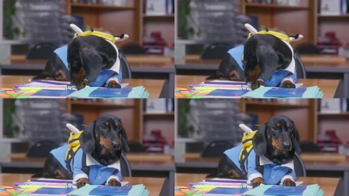 穿着校服和背包的腊肠犬小狗坐在桌子上