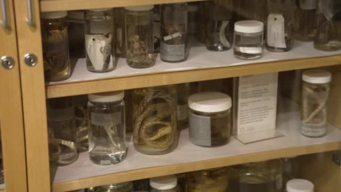 标本罐中保存有爬行动物的生物学架子