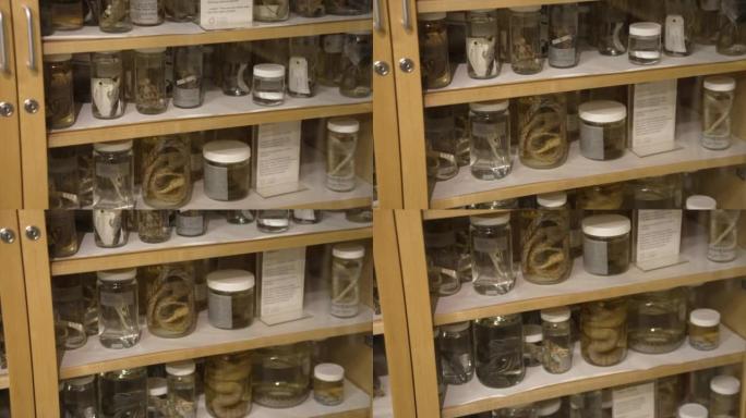 标本罐中保存有爬行动物的生物学架子
