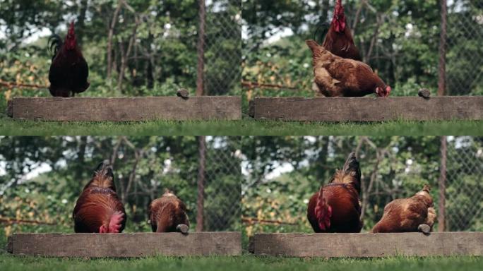 农村驯养的鸡从外面的马头吃。农业。院子里的鸡