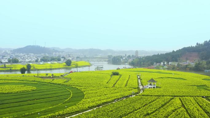 航拍大片油菜花