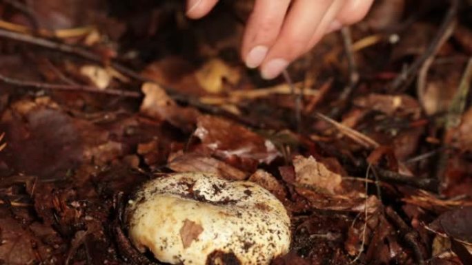 一种野生的可食用的乳白色脆性蘑菇生长在落叶下的森林中。双手移开叶子并采摘蘑菇，将其从地面上拧下来，然