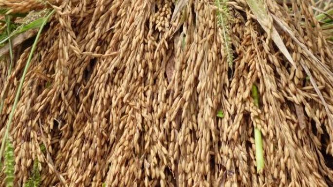 一堆堆刚从田里收获的生稻田。有机和新鲜的棕色成熟稻田特写视图。糙皮米饭。天然棕色水稻背景。4k视频。
