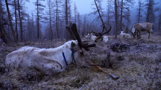冬天下雪的时候在森林里休息的驯鹿