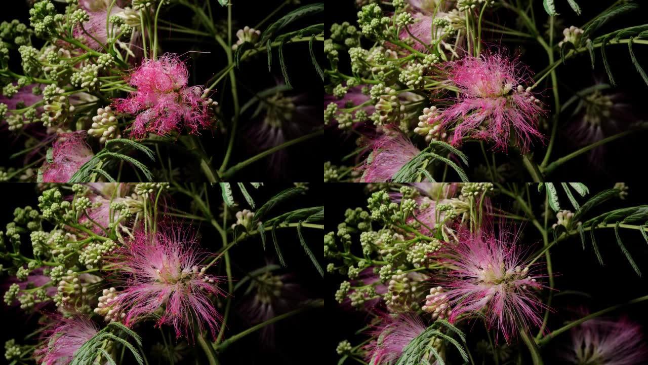 合欢花从芽到全花的延时镜头，孤立在黑色背景上，美丽的粉红色丝滑花朵，4k缩小视频，特写镜头。