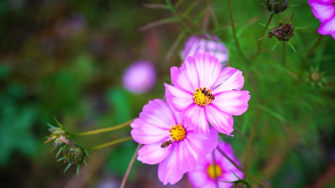 格桑花 花朵 大自然 春天 夏天 绽放