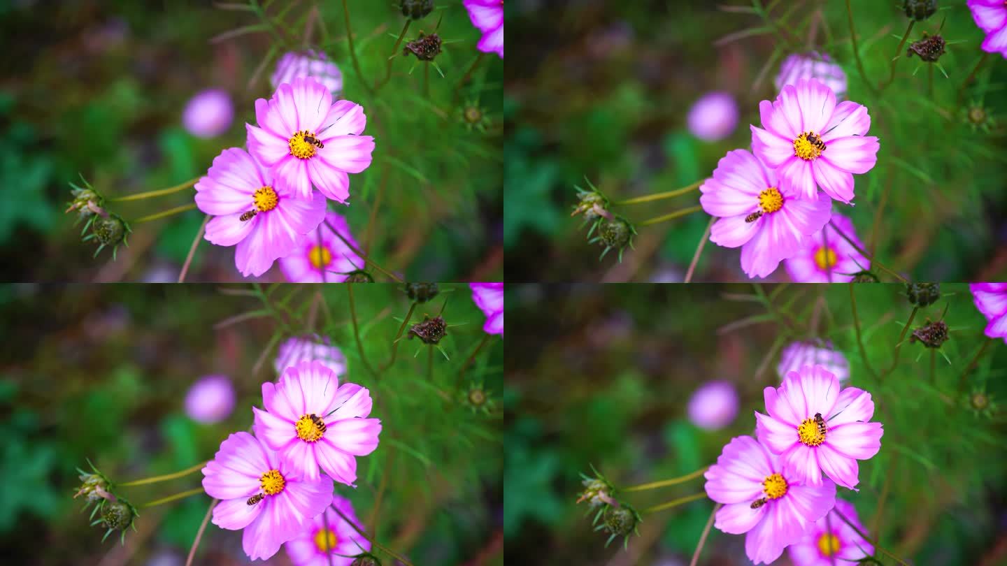 格桑花 花朵 大自然 春天 夏天 绽放