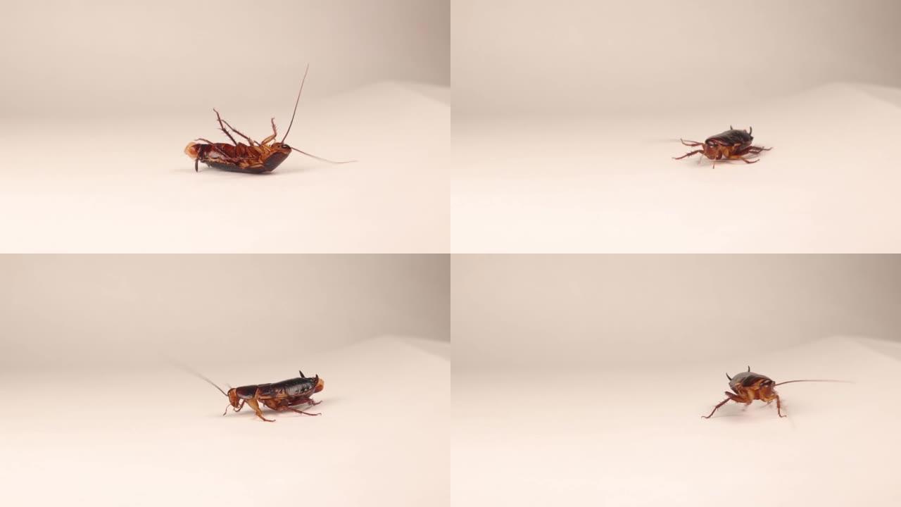 倒立位置的蟑螂优雅地自我调整。
雌性光滑蟑螂孤立在白色背景上。
双翅目: 小花科。
特写昆虫，超级昆