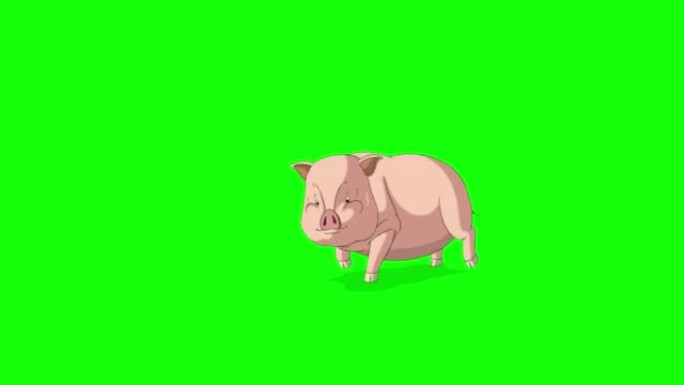 粉色猪运行色度键4K