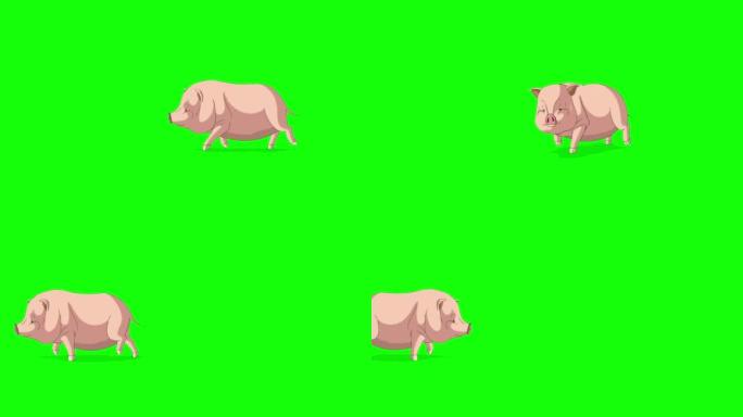 粉色猪运行色度键4K