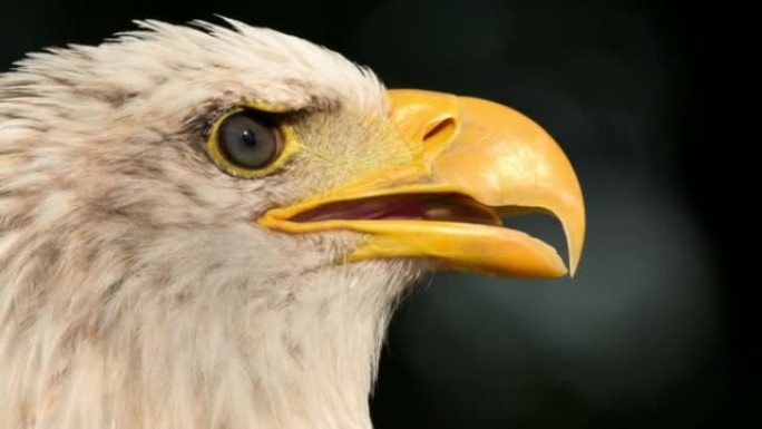 美国秃鹰头像的极端特写。高质量4k镜头