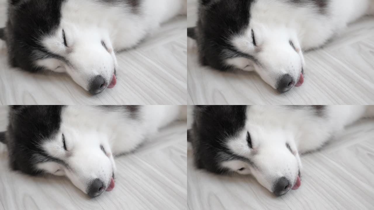 一只可爱的西伯利亚哈士奇狗躺在地板上睡着的特写脸
