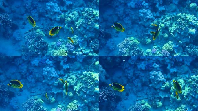 蓝黄蝴蝶鱼在埃及红海游泳