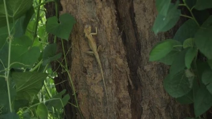The garden lizard/chameleon