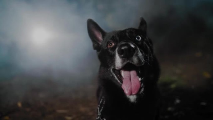 一只黑色的狗，有着五彩缤纷的眼睛和巨大的舌头，它的尾巴在秋天的夜晚迷雾笼罩的森林的背景下摇摇晃晃地咆