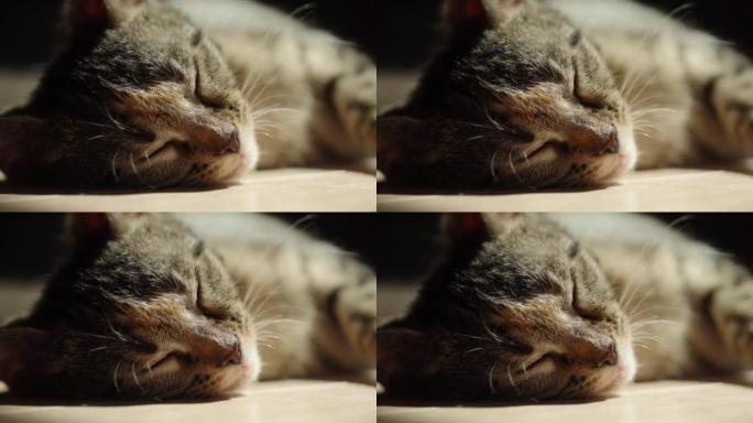 猫睡觉和放松睡觉的猫咪土猫