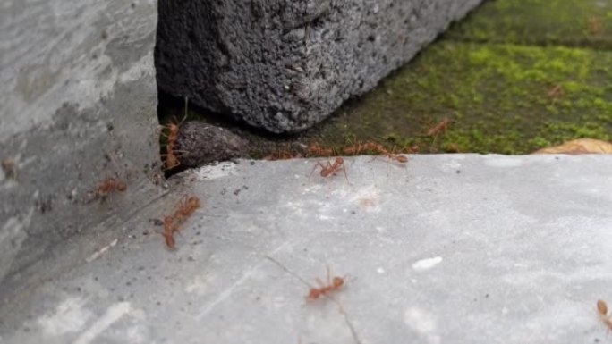蚂蚁活动，一群黑蚂蚁背着一条面包