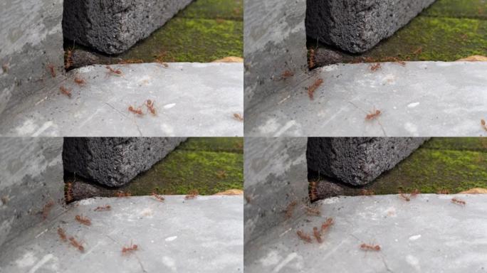 蚂蚁活动，一群黑蚂蚁背着一条面包
