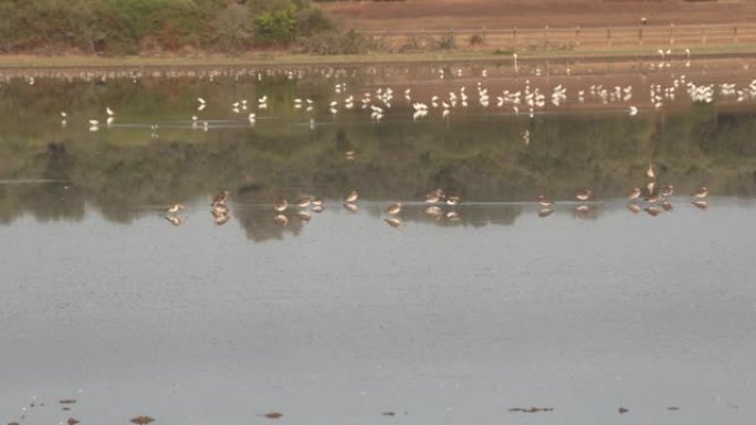 泻湖里满是五颜六色的异国情调的鸟儿，映入水中，展现出宁静与美丽的田园形象