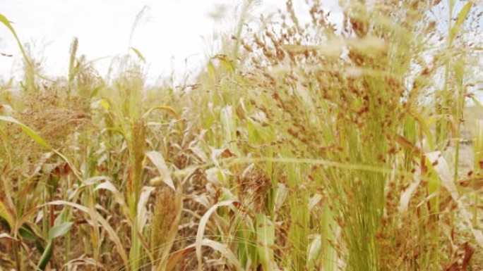 绿色小麦作物胚芽农业产业。