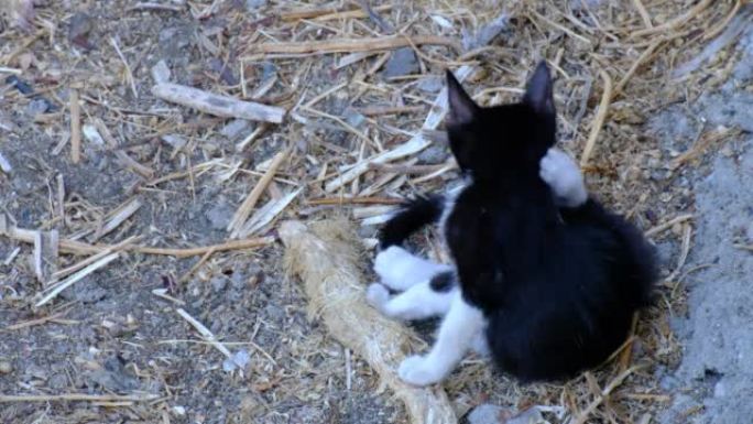 一只可爱的黑白小猫在街头猫舔爪子洗脸。