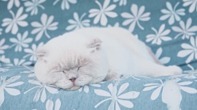 有趣的短发家庭白色英国猫睡在家里。小猫在蓝色沙发上休息和放松。宠物护理和动物概念。