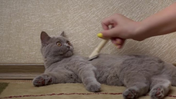 男人的手用梳子梳理灰色的苏格兰猫