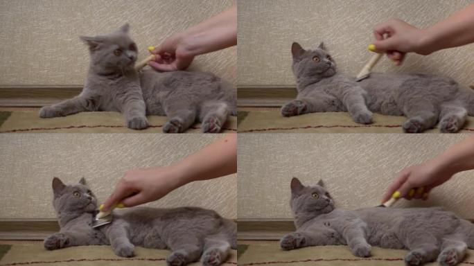 男人的手用梳子梳理灰色的苏格兰猫