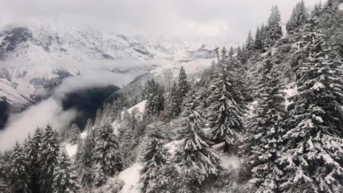 瑞士席尔索恩山的白雪覆盖的森林
