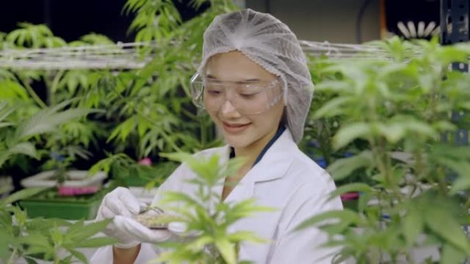 大麻研究人员评估大麻种子的质量。