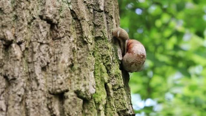 蜗牛沿着树干爬行，选择性聚焦