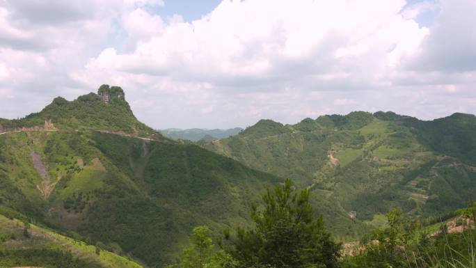 油茶种植基地