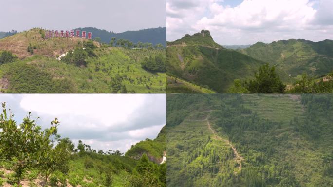 油茶种植基地