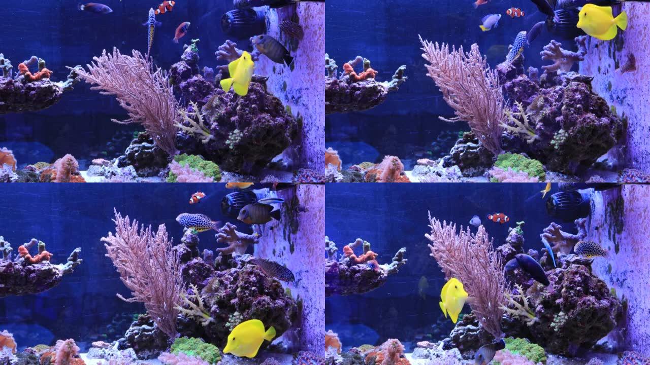珊瑚礁水族箱短视频场景
