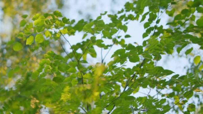 春天或夏天，在森林的日落灯光下，绿色纹理的榛子坚果叶子。温暖的阳光与美丽的波克背景。