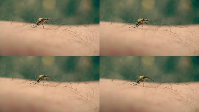森林蚊子在人的手上喝血