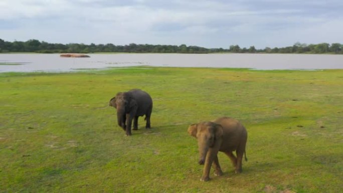 Elephants in the wild in Sri Lanka.