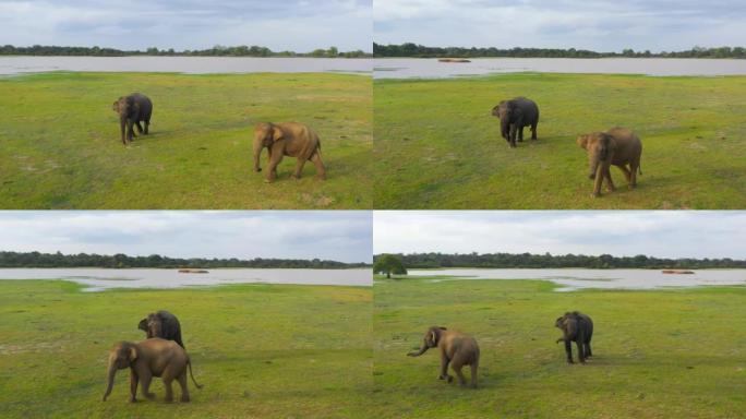 Elephants in the wild in Sri Lanka.