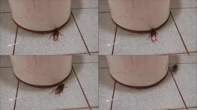 蟑螂在浴室地板上行走
