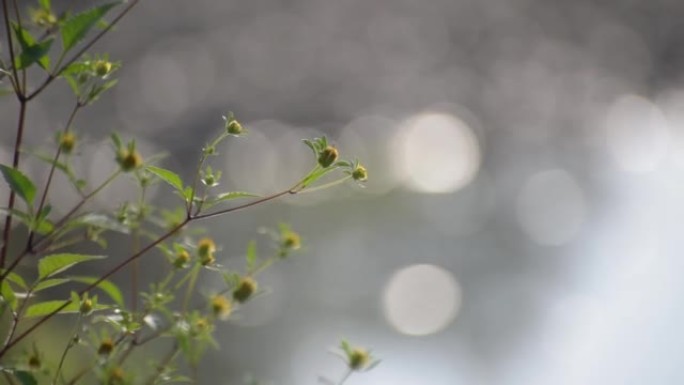 河岸太阳下的脆弱植物