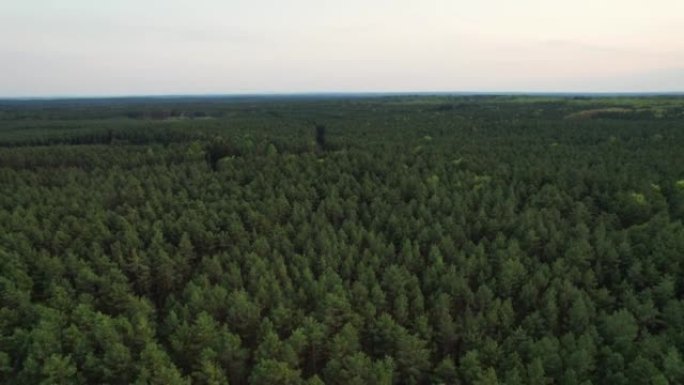 飞越森林。高大的树木。直升机上的景色。直升机搜索。在同一高度旋转摄像机运动。版本3