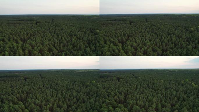 飞越森林。高大的树木。直升机上的景色。直升机搜索。在同一高度旋转摄像机运动。版本3